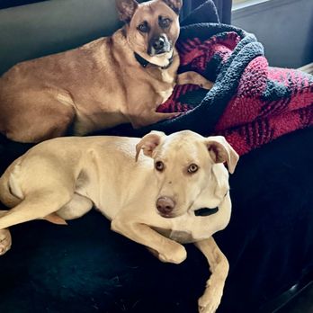 Amazing Dogs Rescue - Best Puppies ever - Pet Adoption Near Me - San Diego, California Amazing Dogs Rescue - Best Puppies ever - Pet Adoption Near Me - San Diego, California