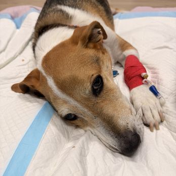MedVet Dallas - The grief comes in waves.  We love you Donny. - Veterinarians Near Me - Dallas, Texas