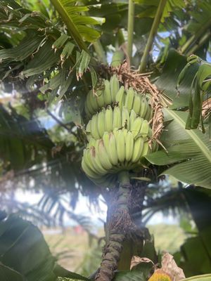 La Kahea Community Farm by null