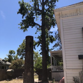 Fresno - Dead tree cut with a tall stump as I have other plans for it. Second tree trimmed, removing the weight of branches that hung over the roo. - General Contractors Near Me Fresno - Dead tree cut with a tall stump as I have other plans for it. Second tree trimmed, removing the weight of branches that hung over the roo. - General Contractors Near Me