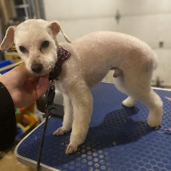 Spoiled Pets Private Grooming - Pet Groomers Near Me Spoiled Pets Private Grooming - Pet Groomers Near Me