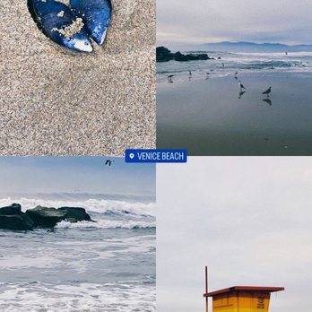 Venice Statepark - Beach shells - Beaches Near Me - Venice, California Venice Statepark - Beach shells - Beaches Near Me - Venice, California