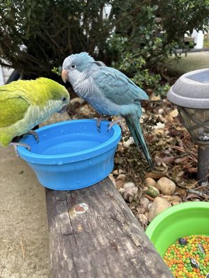 BIRDMAN'S PARROTS by null