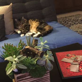 Artisan Creative - Our office mascot. - Employment Agencies Near Me Artisan Creative - Our office mascot. - Employment Agencies Near Me