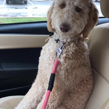 Stinky Dawg - Pet Groomers Near Me - San Marcos, Texas Stinky Dawg - Pet Groomers Near Me - San Marcos, Texas