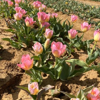 Texas-Tulips - Beautiful - Nurseries & Gardening Near Me - Pilot Point, Texas