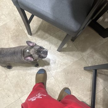 Round Table Pizza - My dog is begging - Pizza Near Me - Chatsworth, California Round Table Pizza - My dog is begging - Pizza Near Me - Chatsworth, California
