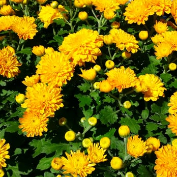 The Home Depot - Lots of fresh annuals in stock, even well into September. - Nurseries & Gardening Near Me - Port Chester, New York