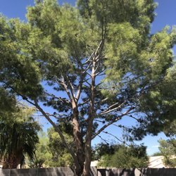 Beaver Tree Service of Las Vegas