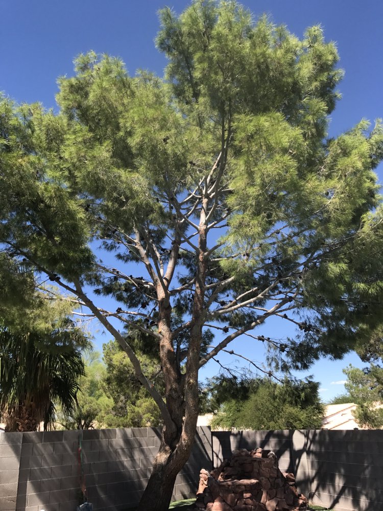 Beaver Tree Service of Las Vegas - tree service in Las Vegas, NV