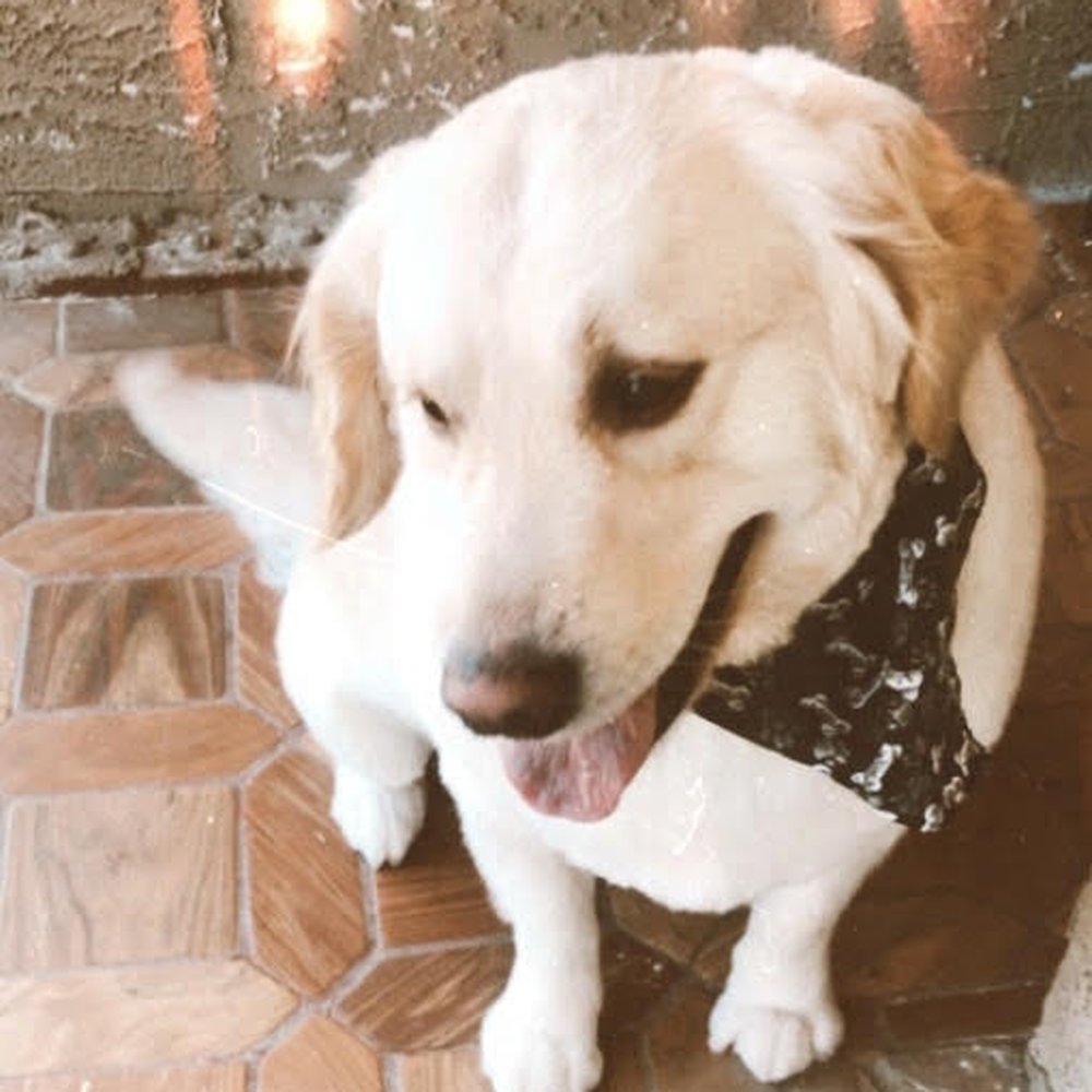 The Pet Parlor Mobile - Pet Groomers Near Me The Pet Parlor Mobile - Pet Groomers Near Me