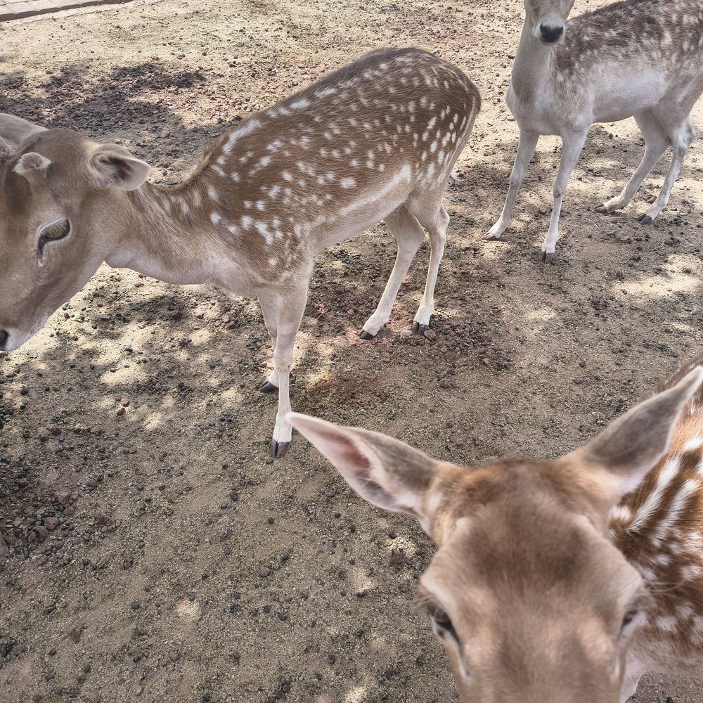 Grand Canyon Deer Farm - Zoos Near Me - Williams, Arizona Grand Canyon Deer Farm - Zoos Near Me - Williams, Arizona