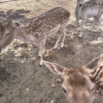Grand Canyon Deer Farm - Zoos Near Me - Williams, Arizona Grand Canyon Deer Farm - Zoos Near Me - Williams, Arizona