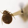 Action Pest Control
