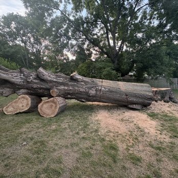 Midwest Tree Surgeons - A photo for scale (kinda) with our 20 lbs yorkie - Tree Services Near Me - Saint Louis, Missouri