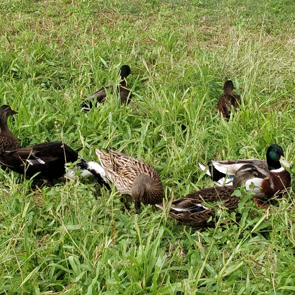 Kawainui Marsh Trail - Duckies! - Hiking Near Me - Kailua, Hawaii