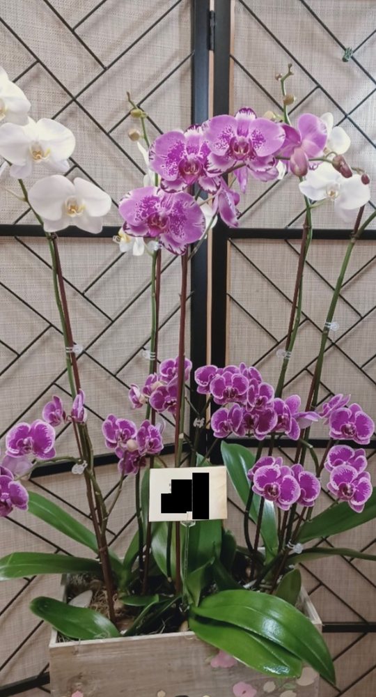 EDGEWOOD FLOWERS Updated October 2024 60 Photos 4927 S Orange Ave