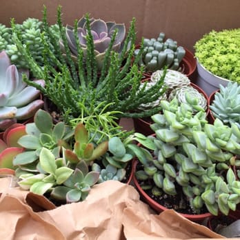 OC Succulents - My haul - Nurseries & Gardening Near Me - Irvine, California OC Succulents - My haul - Nurseries & Gardening Near Me - Irvine, California