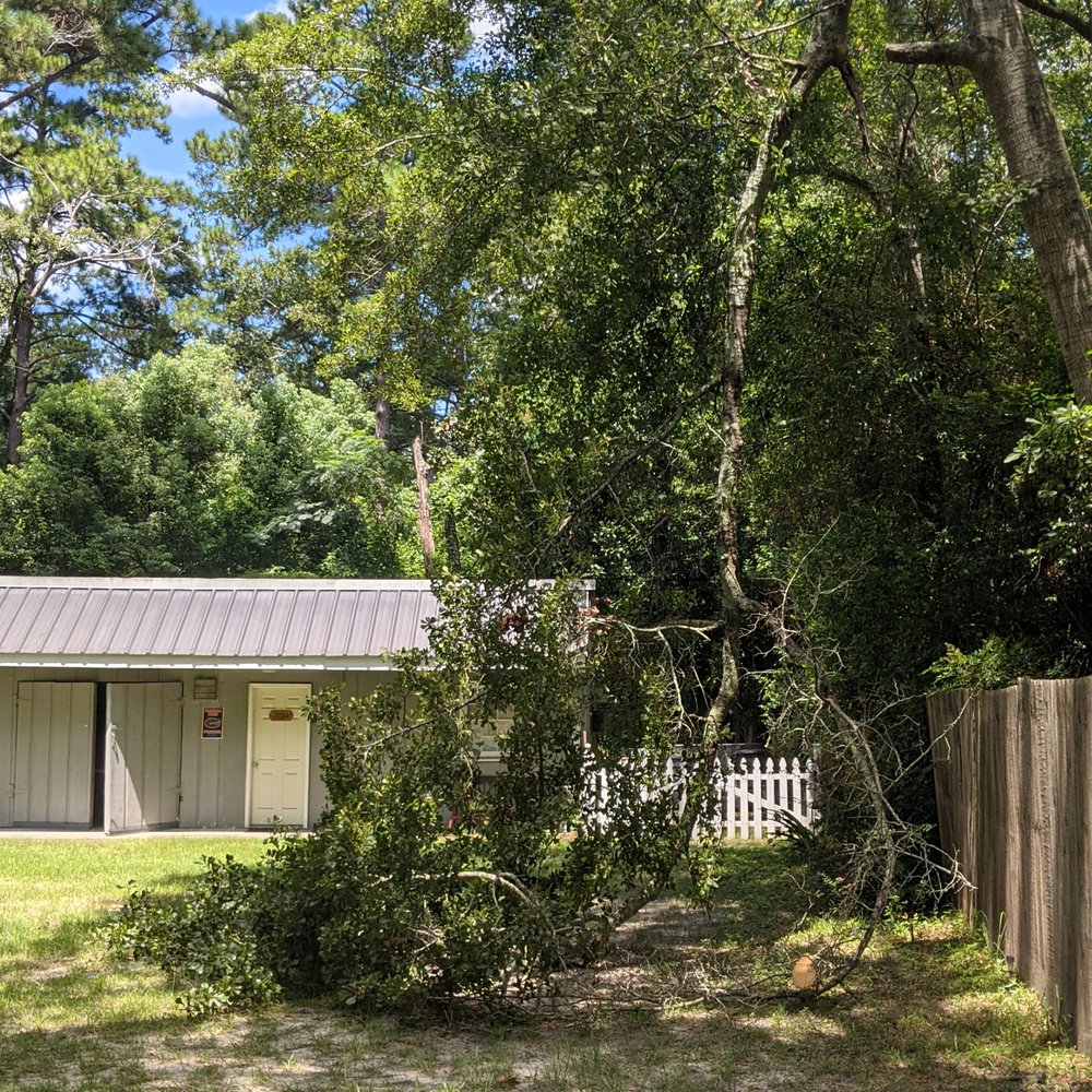 Cail Tree Service - Tree limb about to fall - Tree Services Near Me - Sylvania, Georgia Cail Tree Service - Tree limb about to fall - Tree Services Near Me - Sylvania, Georgia