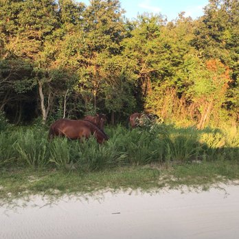 Corolla Wild Horse Tours - Tours Near Me - Corolla, North Carolina