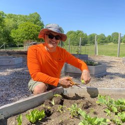 New Pond Farm Education Center - Picking lettuce.