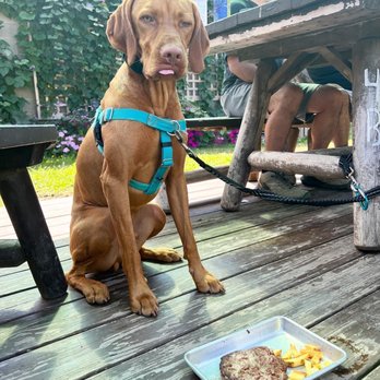 Indian Ladder Farms - Copper with his very own meal from the pup menu. - Bakeries Near Me - Voorheesville, New York Indian Ladder Farms - Copper with his very own meal from the pup menu. - Bakeries Near Me - Voorheesville, New York