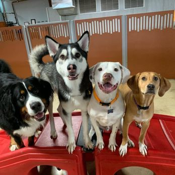 Camp Bow Wow - Pet Training Near Me - Pittsburgh, Pennsylvania Camp Bow Wow - Pet Training Near Me - Pittsburgh, Pennsylvania