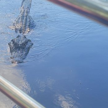 Airboat Adventures - Mr. Rex the gator - Boat Tours Near Me - Lafitte, Louisiana