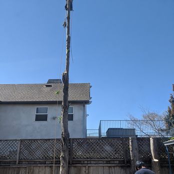 Specialty Tree Service - Tree Services Near Me