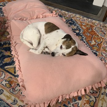 Dog Tired - Surry's nails the night before her trim - it had been way too long! - Pet Groomers Near Me - Johns Island, South Carolina Dog Tired - Surry's nails the night before her trim - it had been way too long! - Pet Groomers Near Me - Johns Island, South Carolina