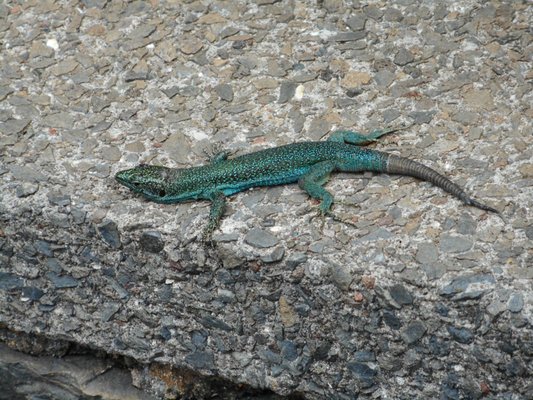 Parque de Santa Catarina by null