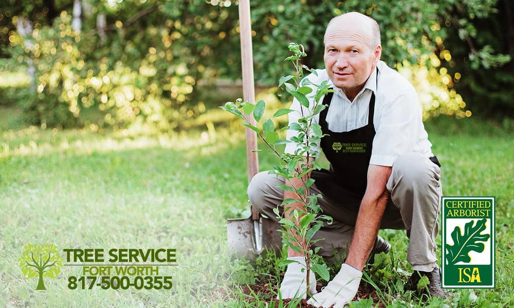 Henry's Tree Service of Fort Worth - tree service in Fort Worth, TX