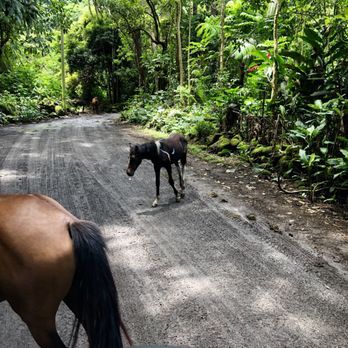 Waipio Valley Shuttle - Tours Near Me - Honokaa, Hawaii