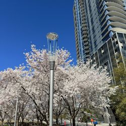 Romare Bearden Park - Spring blossoms