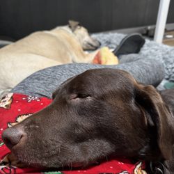 TDubb’s Pup Retreat - Awe. I love your pet like it is my own. Yes that is me in the middle.