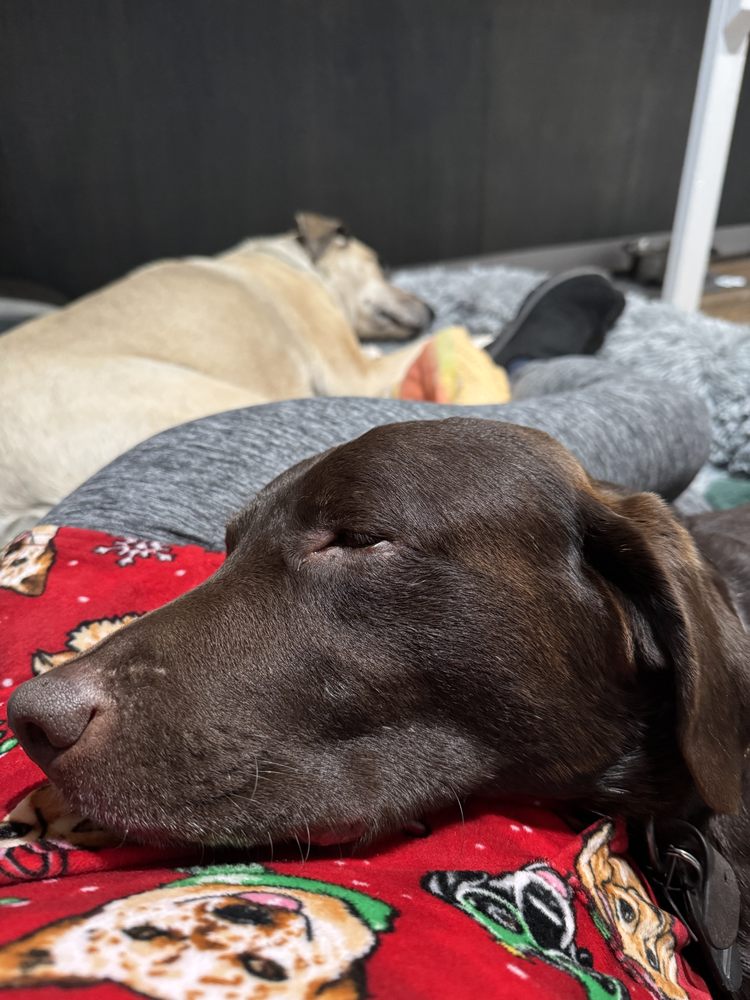 TDubb’s Pup Retreat - pet boarding facility in Union, WA