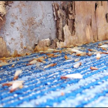 Suppress Pest Control - Pest Control Near Me Suppress Pest Control - Pest Control Near Me
