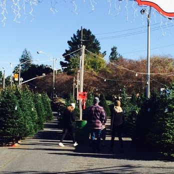 Santa's Surplus Trees - Christmas Trees Near Me - Concord, California Santa's Surplus Trees - Christmas Trees Near Me - Concord, California