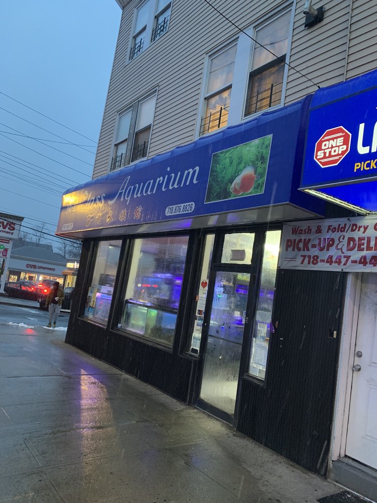 1ST CLASS AQUARIUM 27 Photos & 13 Reviews Aquariums 1167 Bay St, Staten Island, NY Phone