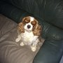 Photo of Pretty Paws Pet Grooming