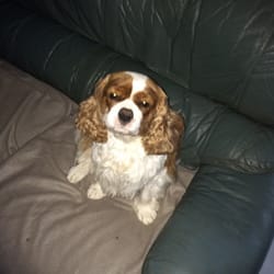 Pretty Paws Pet Grooming - All beautiful and clean