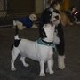 Photo of Paws Playgrounds