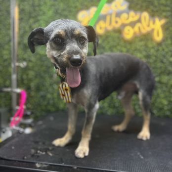 Zen Den Dog Grooming - Pet Groomers Near Me Zen Den Dog Grooming - Pet Groomers Near Me