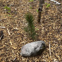 Dutchman - New pine thriving!