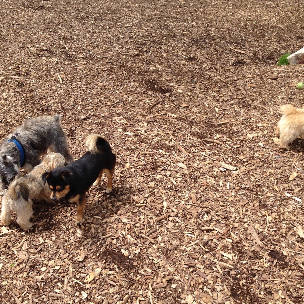 Small dog park