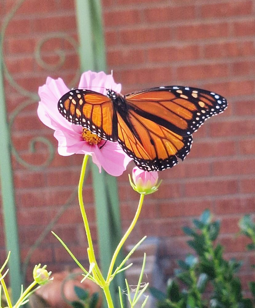 Sunshine and Rainbows Nature School of Wonder - childcare center in Warr Acres, OK