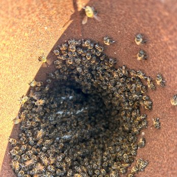 Keith's Bee Service - Bees in a metal pipe - Pest Control Near Me - San Antonio, Texas Keith's Bee Service - Bees in a metal pipe - Pest Control Near Me - San Antonio, Texas