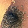 Photo of Keith's Bee Service