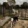 Sawyer Dog Park
