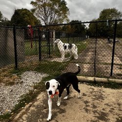Sawyer Dog Park - Petey the dog next to Tac
